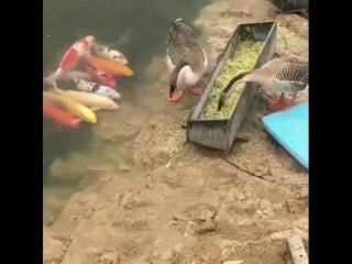 Трудно быть рыбой