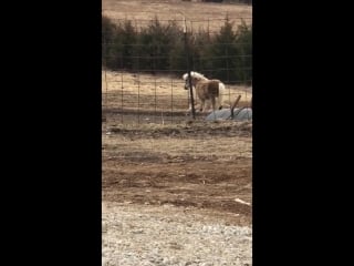 Cricket gives corgi pony rides