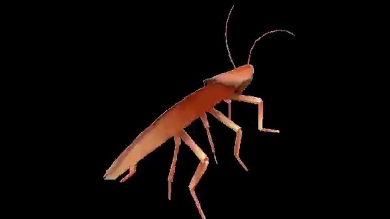 Ебнутый радиоактивный таракан релаксирует и нихуева флексит под незабудку