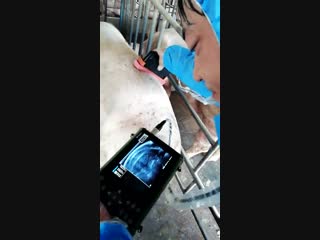 Dawei dw vet6 exam pig "eyes muscle area" by backfat probe & basement 2