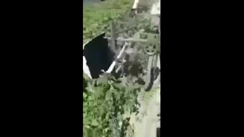 Воюем с колорадским жуком