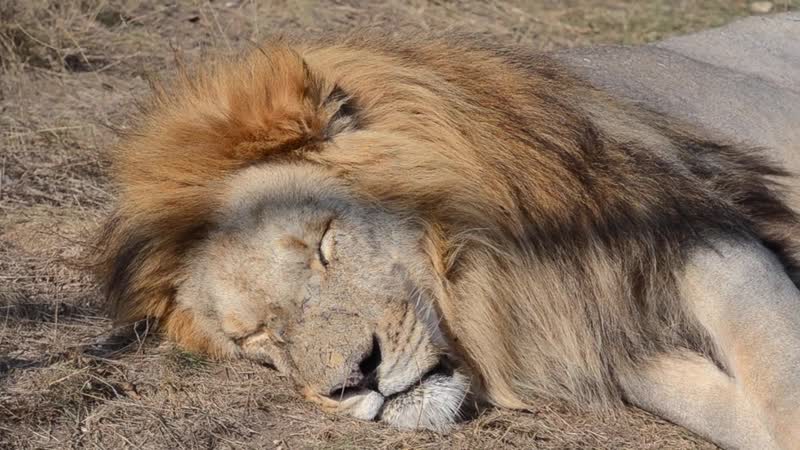 Лев чук во всей красе