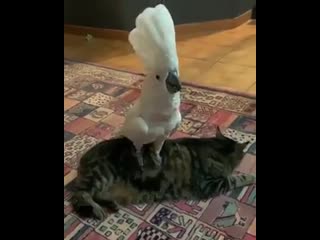 A parrot on a cat попугай на кошке