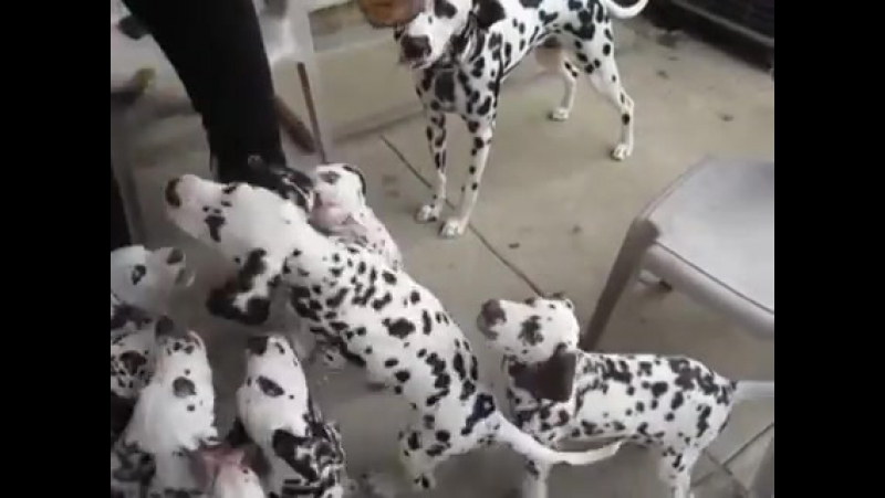 Далматинцы обожают ореховую пасту