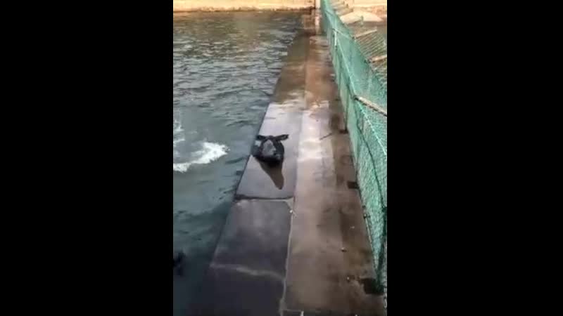 Тюлень катается