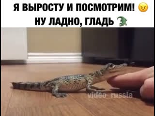 Вот выросту и съем тебя 🐊