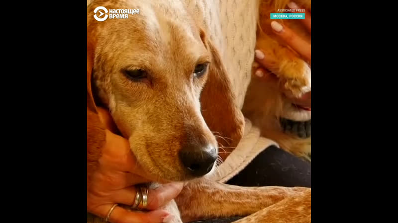 Как во время карантина живется четверолапым