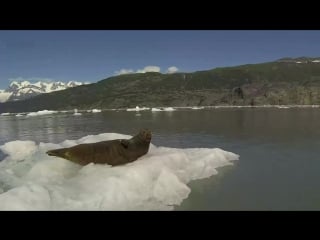 Тюлень ало ку