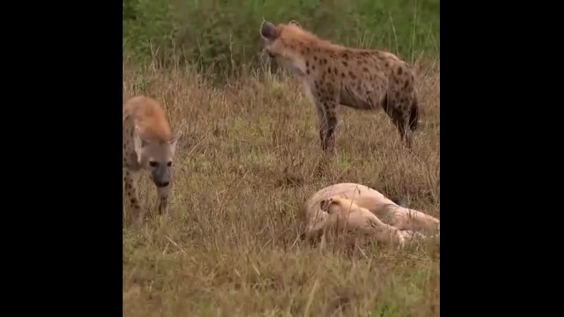 Львица и гиены