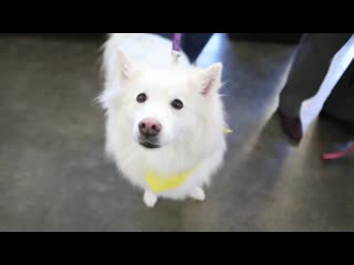 Update from the thunderdome best night ever pucks n' paws