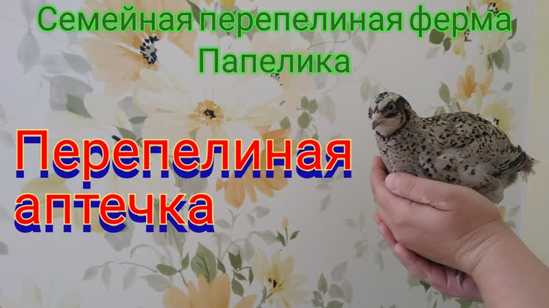 Аптечка porn video – Перепелиная аптечка