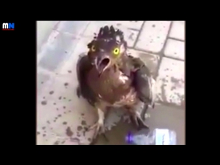 Bird trapped by heatwave lucifer revives with splashed water