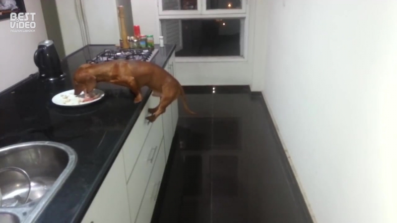 Воришка коротышка