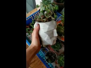 Видео от madam aloevera succulent smolensk