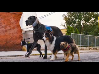 Отвязные дворняги русский трейлер (hd)