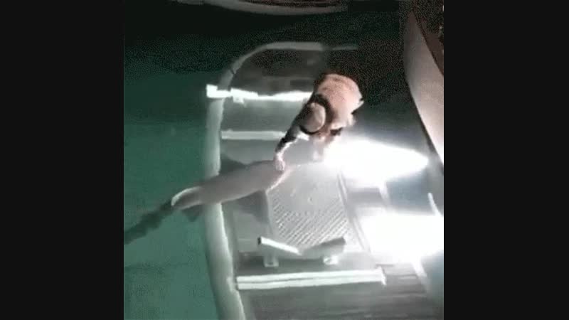 Ласку любят все даже акулы