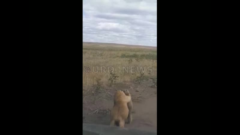 Бой сурков в степях казахстана