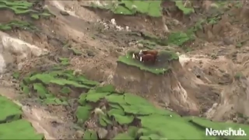 Три коровы чудом спаслись от землетрясения в новой зеландии