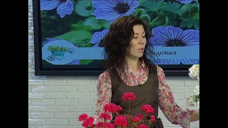 Пеларгония, или вся правда о бабушкиной герани