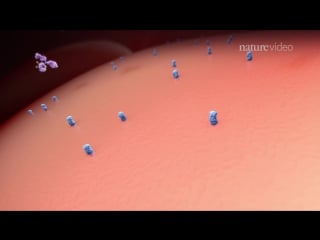 Targeting tumours challenges of antibody porn conjugates
