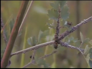 Муравьи доят тлю