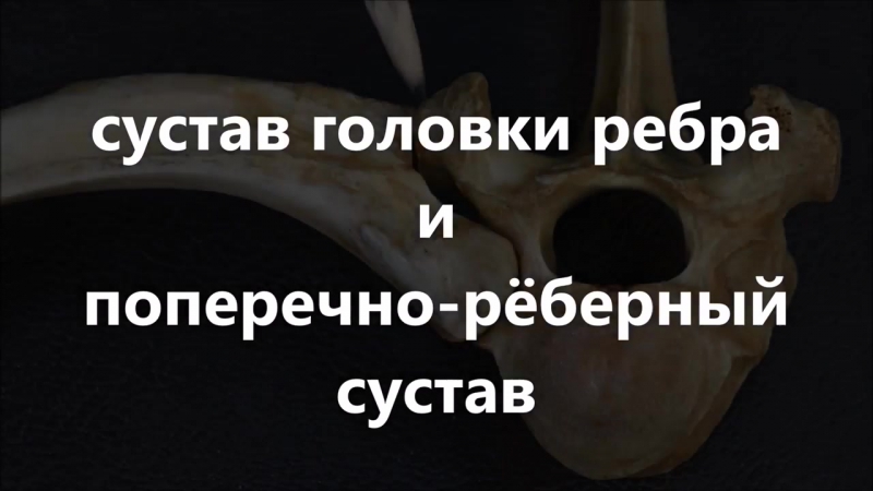 Соединение позвонков, рёбер с позвонками и грудиной, частей грудины