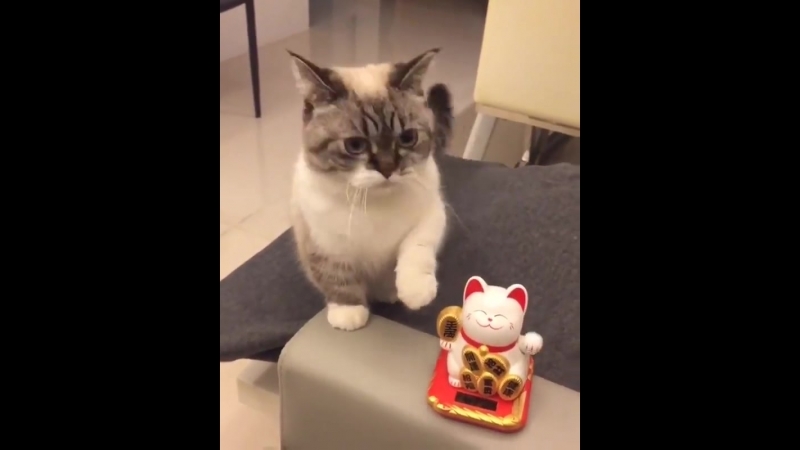 Котей повторяет за игрушкой