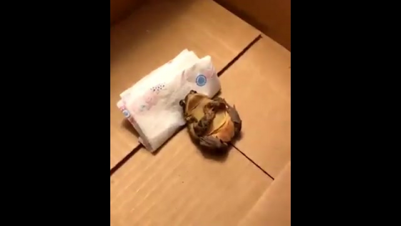 Споки (vhs video)