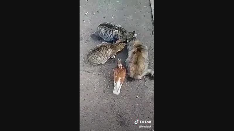 Наглый голубь