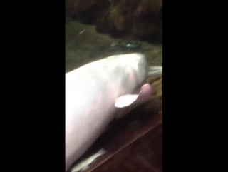 Dolphin and fish having fun