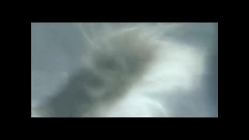 Влажные ватрушки овца