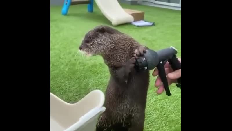 Пожалуйста, умоляю, не надо мыть мой лоток из этого шланга!