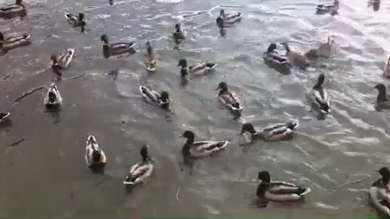 Последние выходные сентября😟кормлю уточек🐥развлека москва