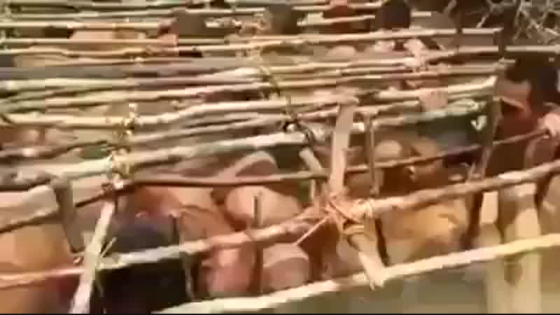 Часть страданий мусульман в бирме (мьянма) вид, который разрывает что творят военные буддисты мьянмы