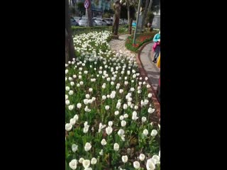 Vid 20210308 162253 mp4