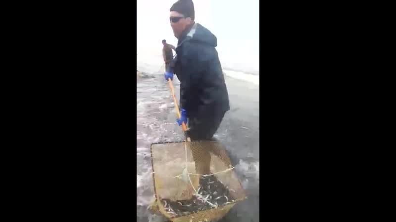 Мойва