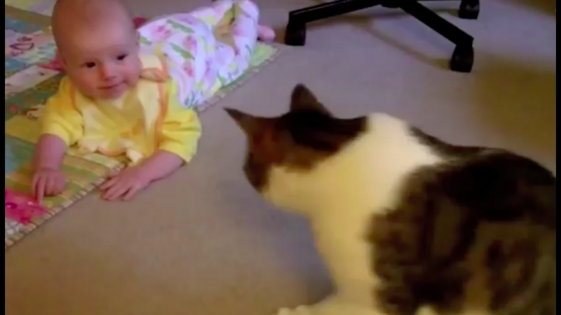 Франак шэмет захварэў мой бедны коцік