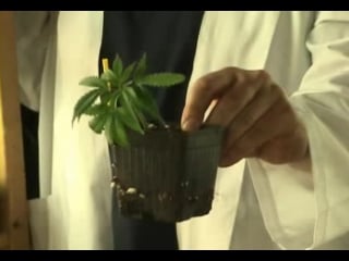 How to grow marijuana dvd( cannabis ganja skunk pot hemp)