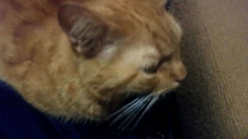 Маруся(партийная кличка мурка) делает массаж ржавому