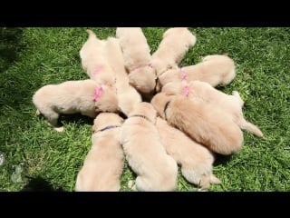 So many golden retriever puppies! (cute compilation) puppy love