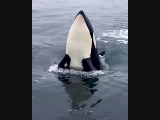 “a playful orca responding to the whistle and doing tricks around the boat😍 tag someone you would…”