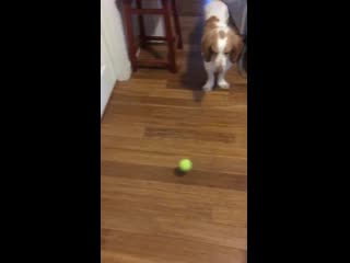 Not sure how to fetch, just happy to be here