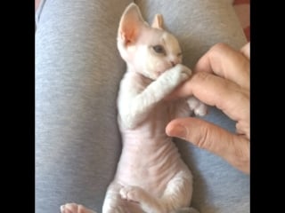 Ванда играет/ wanda devonland, kitten devon rex, 1 months old, color blue tortie point with white