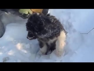 Щенка освобождают из ледяного плена