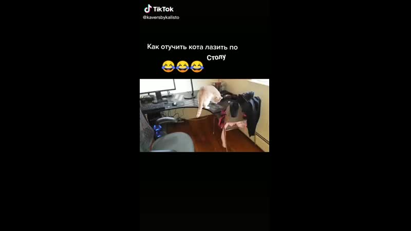 Как отучить кота лазить по столу mp4