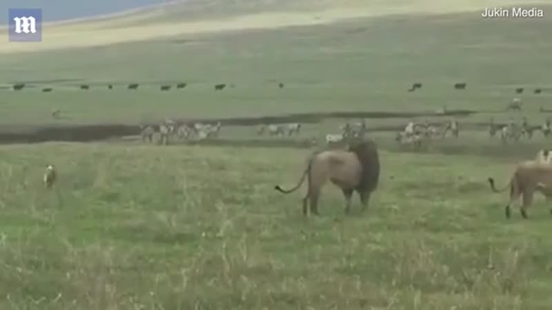 Отважная молодые напугала льва и опозорила его перед самкой