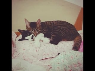 ~ waveya ari @ happy and arang ♥ ~