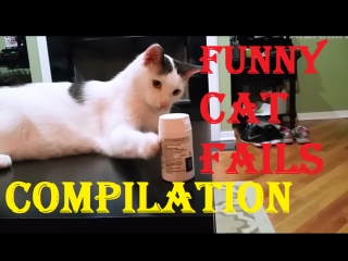 Funny cat fails compilation приколы с котами 2017 | best videos