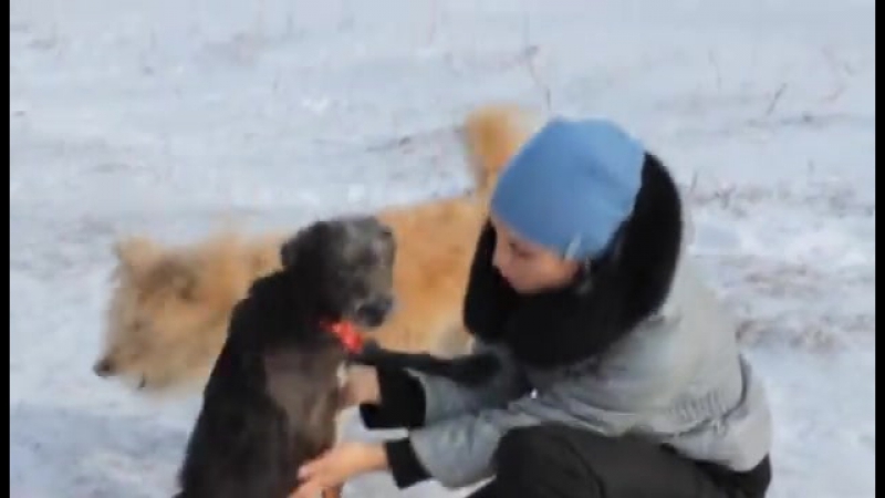 Омский приют «друг»