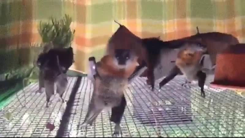 Перевёрнутые летучие мыши